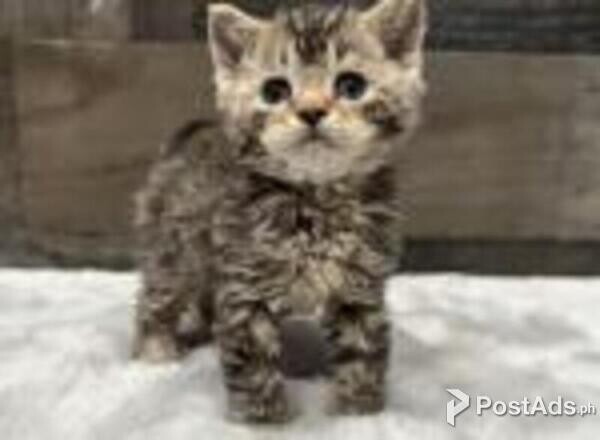 american bobtail