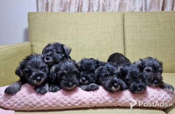 Miniature Schnauzer Puppies,