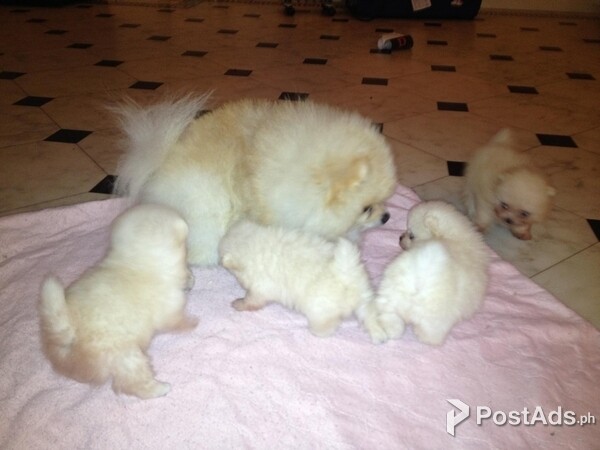 Pomeranian puppy girl/