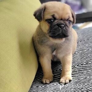 Pug puppies | PostAds PH
