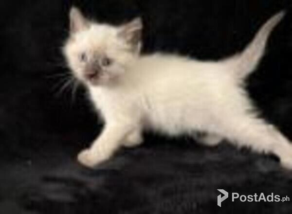 cute balinese kittens available