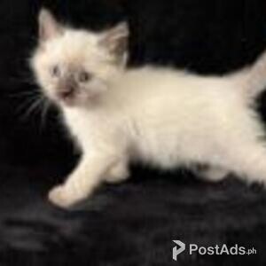 cute balinese kittens available | PostAds PH