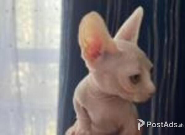 bambino kittens available