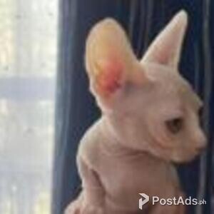 bambino kittens available | PostAds PH