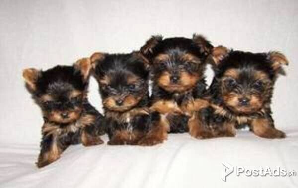 Yorkshire terrier Yorkies