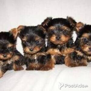 Yorkshire terrier Yorkies | PostAds PH