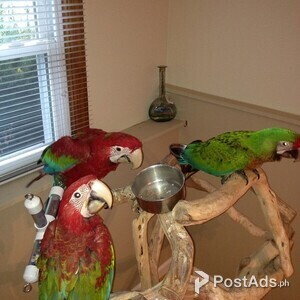 Green winged macaws Parrots | PostAds PH