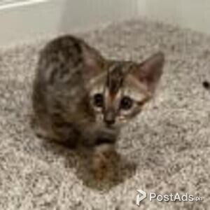 bengal kittens available | PostAds PH