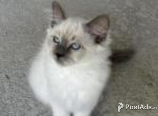 birman kittens available