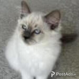 birman kittens available | PostAds PH