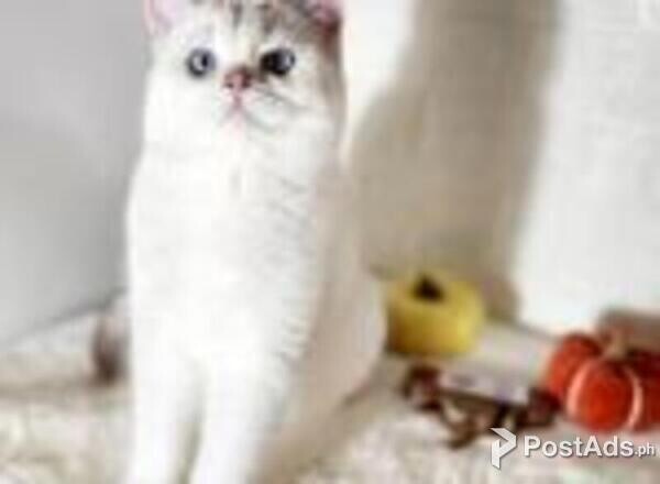 british shorthair
