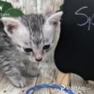egyptian mau | PostAds PH
