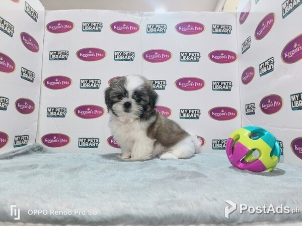 shih tzu puppy available