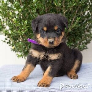 10 weeks old Rottweiler puppies | PostAds PH
