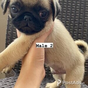 Pug puppies | PostAds PH