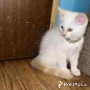 siamese kittens | PostAds PH