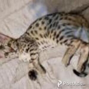 savanna kittens | PostAds PH