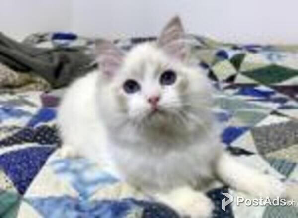 ragdoll kittens 