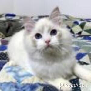 ragdoll kittens | PostAds PH