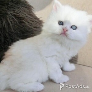 persian kittens | PostAds PH