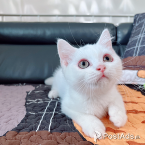 munchkin kitten | PostAds PH