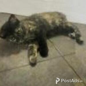 manx kittens | PostAds PH