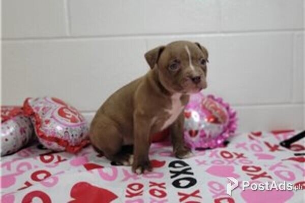 american bulldog