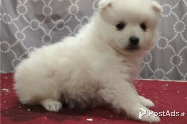 american eskimo puppy available