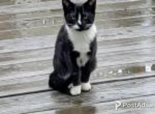 american shorthair kittens