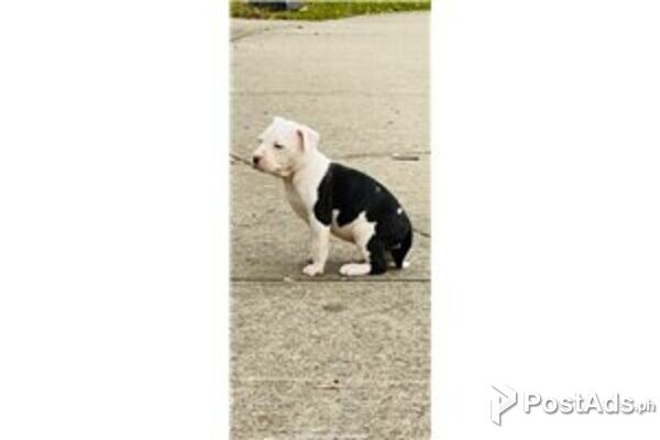 american stardfordshire terrier