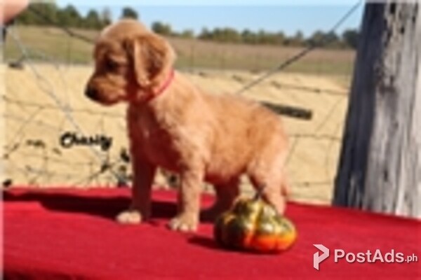 appenzel mountain dog