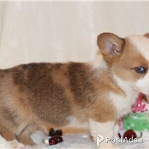 auggie puppies | PostAds PH