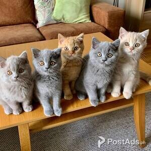 British Short Hair Kittens ready | PostAds PH