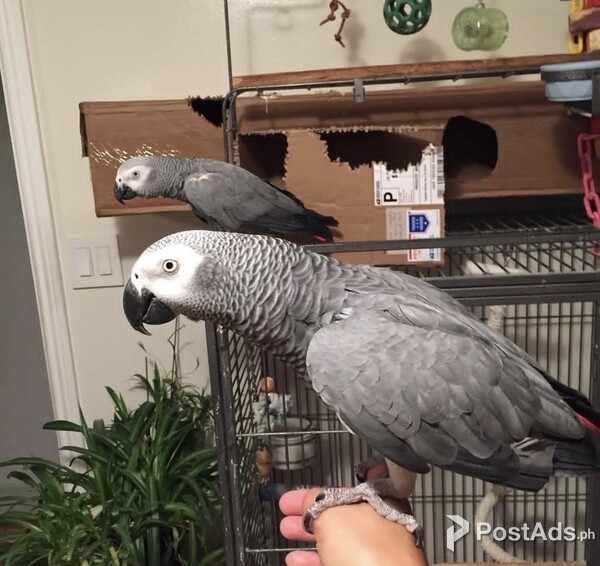African agery parrot | PostAds.ph