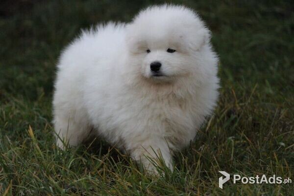Eye-catching Samoyed puppies ready