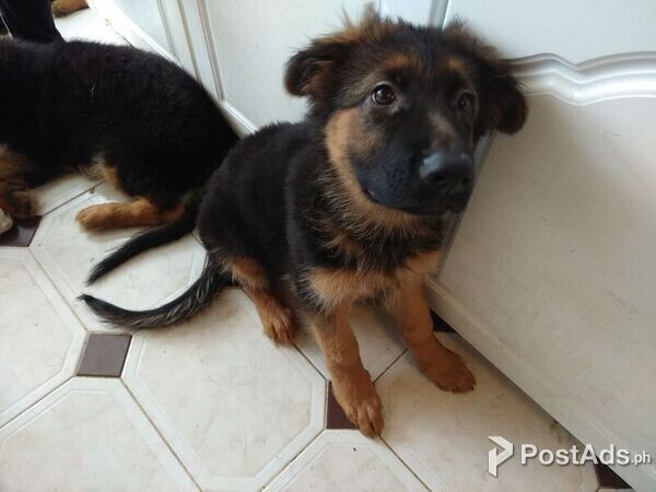Fascinating German Shepherd Puppies