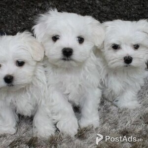Flawless Maltese Puppies present | PostAds PH