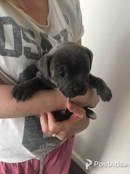 Blue distinctive stanffordshire terrier pups