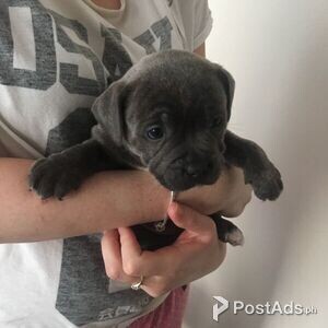 Blue distinctive stanffordshire terrier pups | PostAds PH