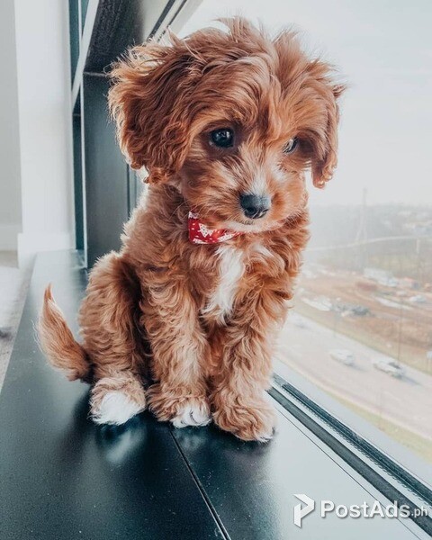 Gifted Cavapoo puppies