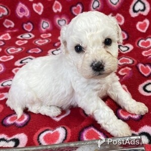 Awesome Bichon-Frise Puppies | PostAds PH