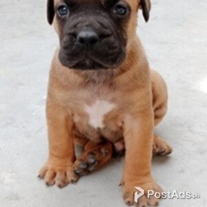 Boerboel puppies | PostAds PH