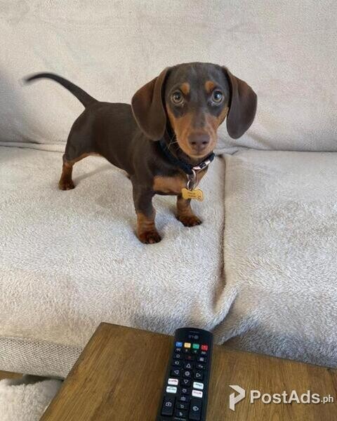 Adorable Miniature Dachshund pups