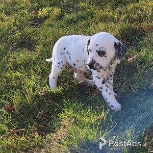 Healthy And Playful Dalmatian Puppies | PostAds PH