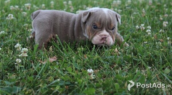 English Bugg Pups