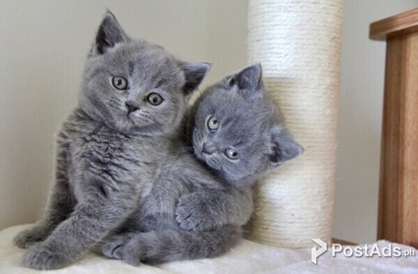 Blue eyes British Short Hair Kitten
