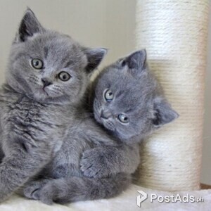 Blue eyes British Short Hair Kitten | PostAds PH