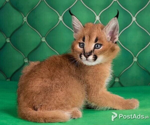 Playful Caracal cats available