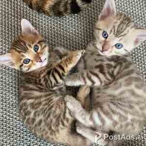 Cute Bengal Babies | PostAds PH