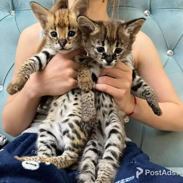 Boys and Girls Savannah Kittens 